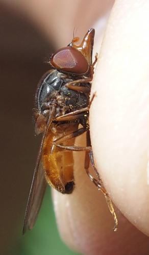 Rhingia rostrata